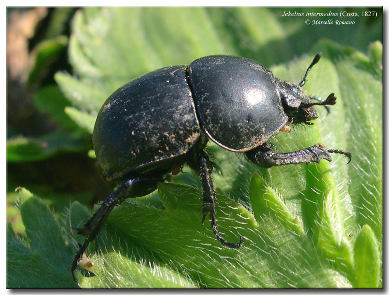Incontri domenicali: Jekelius intermedius (Col. Geotrupidae)